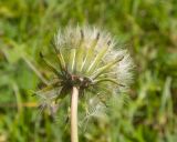 Taraxacum confusum. Верхушка побега с соплодием. Кабардино-Балкария, Черекский р-н, гора Хазнибаши, ≈ 2900 м н.у.м., альпийский луг. 30.07.2025.