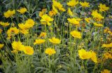 Coreopsis lanceolata. Верхушки цветущих растений. Абхазия, Гагрский р-н, с. Лдзаа, частный сад. 15.06.2025.