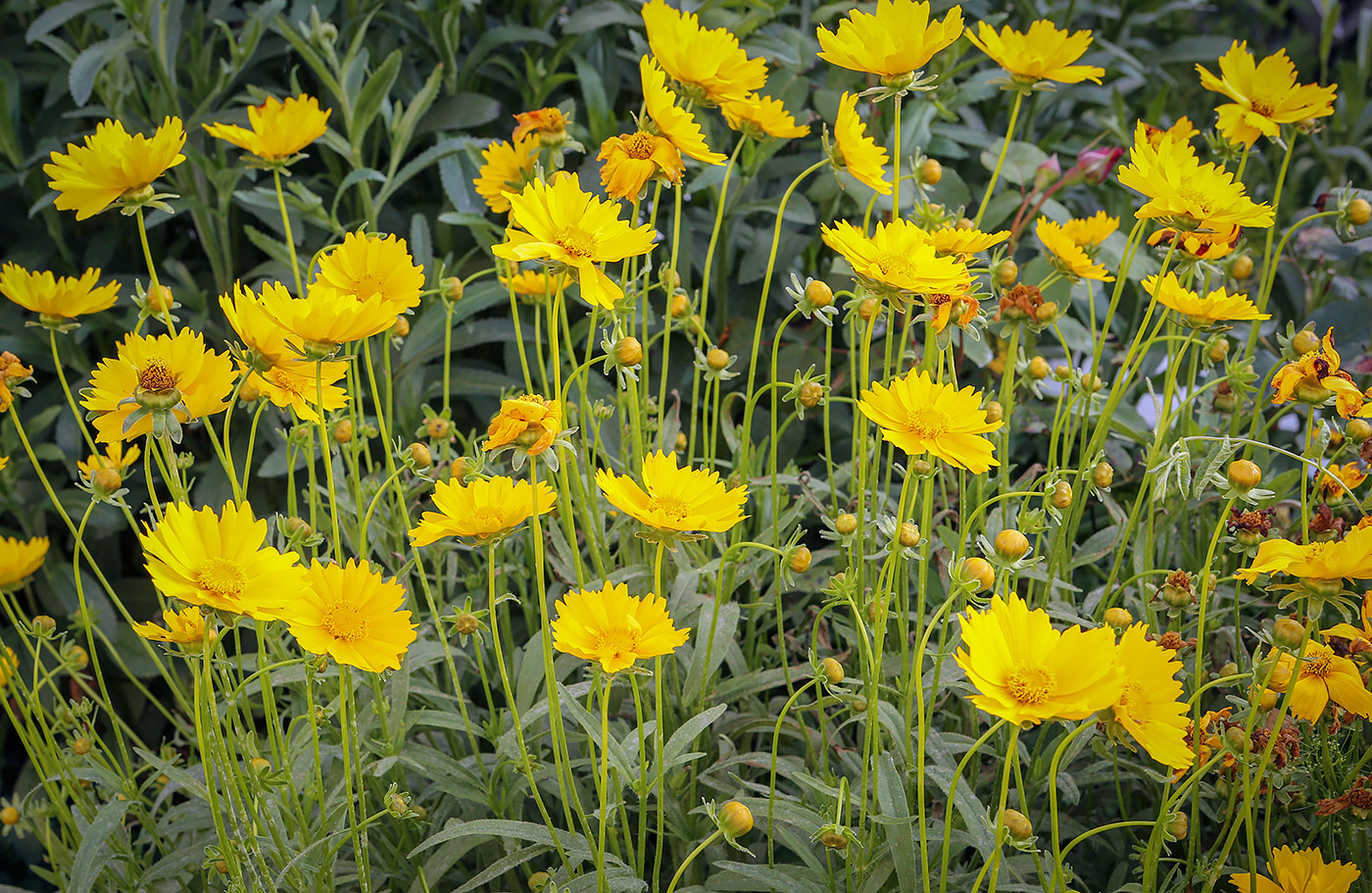 Изображение особи Coreopsis lanceolata.