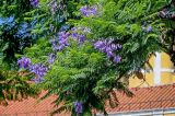 Jacaranda mimosifolia. Ветви с соцветиями. Португалия, г. Лиссабон, в культуре. 08.08.2025.