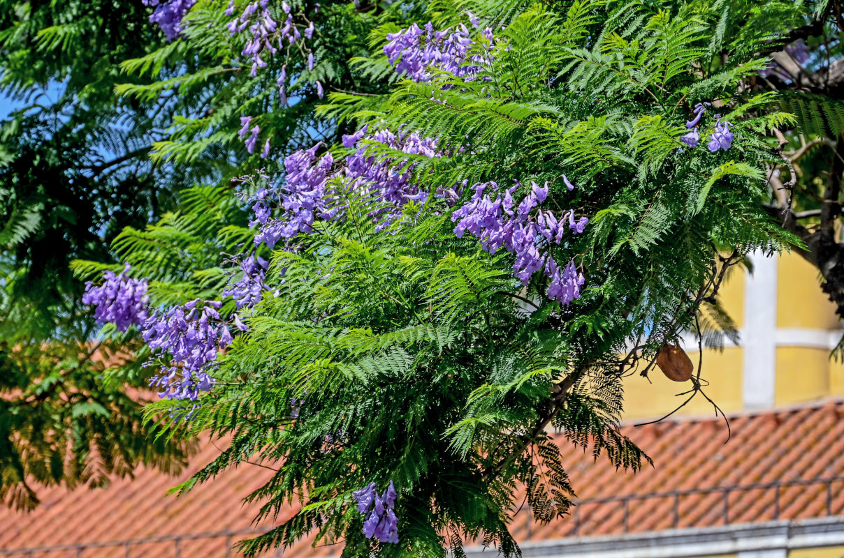 Изображение особи Jacaranda mimosifolia.