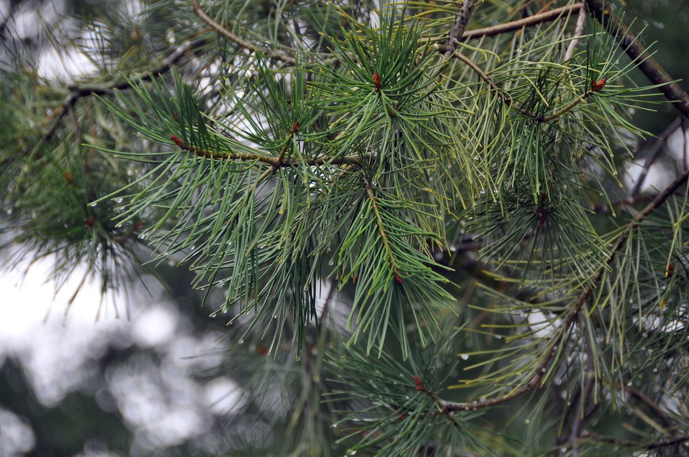 Изображение особи род Pinus.