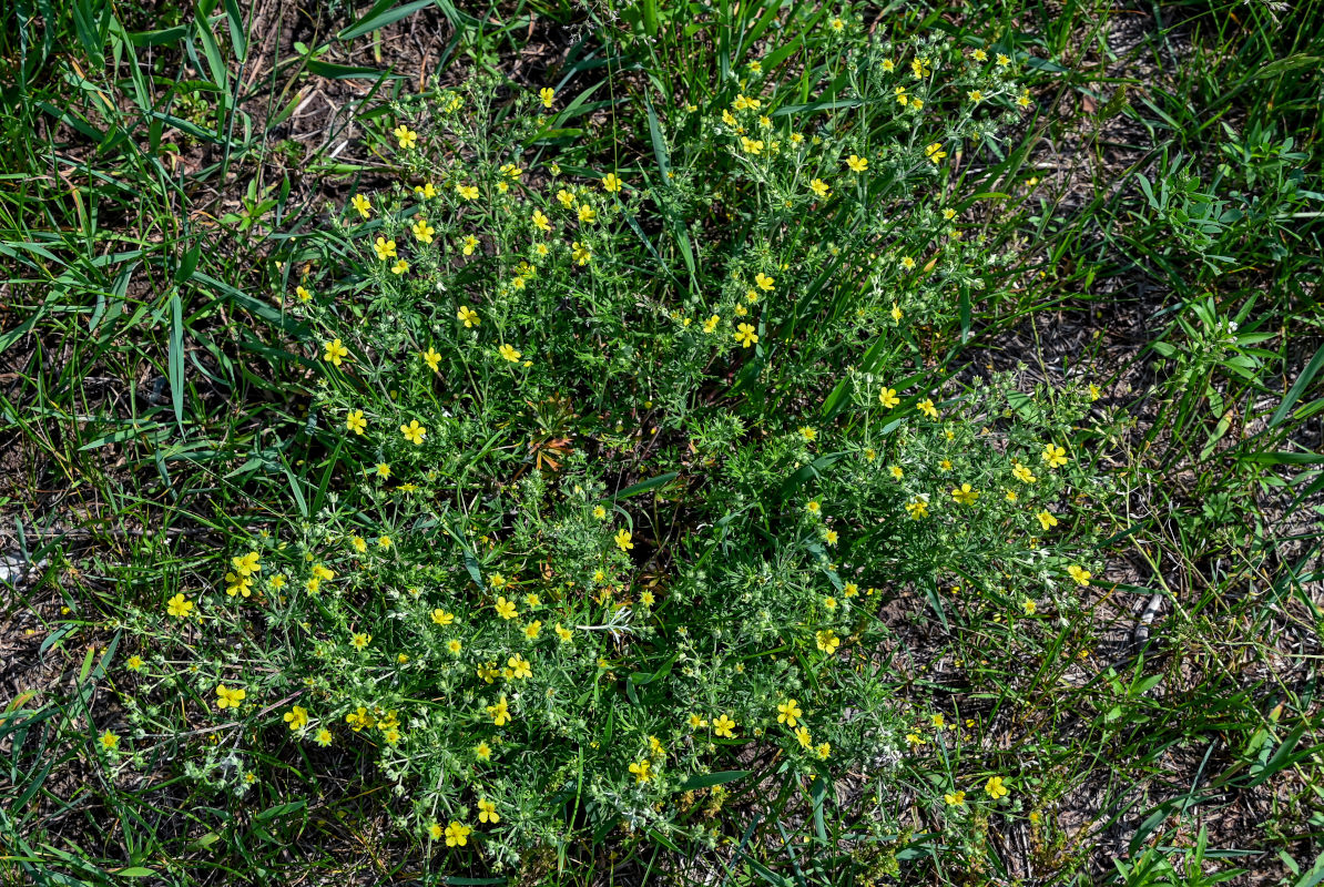 Image of Potentilla argentea specimen.