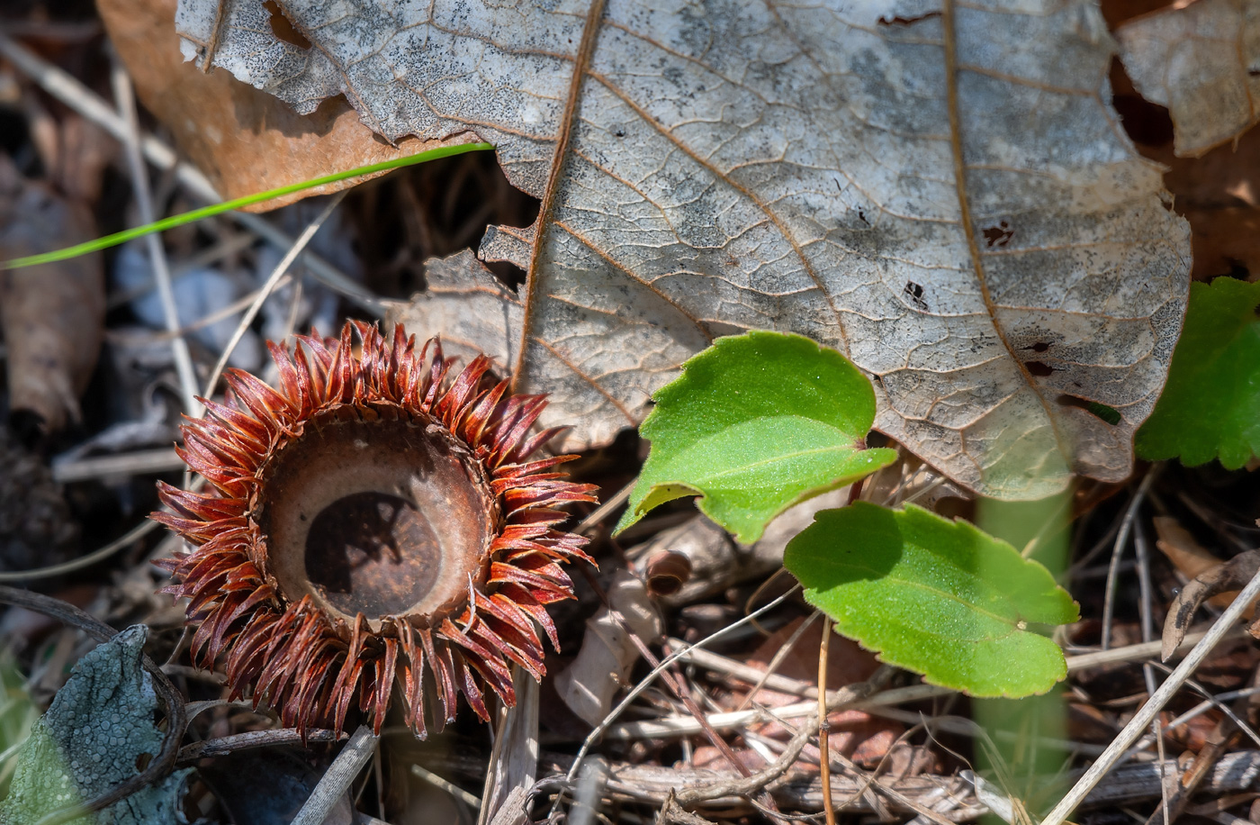 Изображение особи Quercus dentata.
