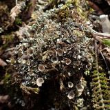 род Cladonia. Талломы. Хабаровский край, г. Комсомольск-на-Амуре, берег ручья Тёплый ключ, на почве. 14.04.2026.