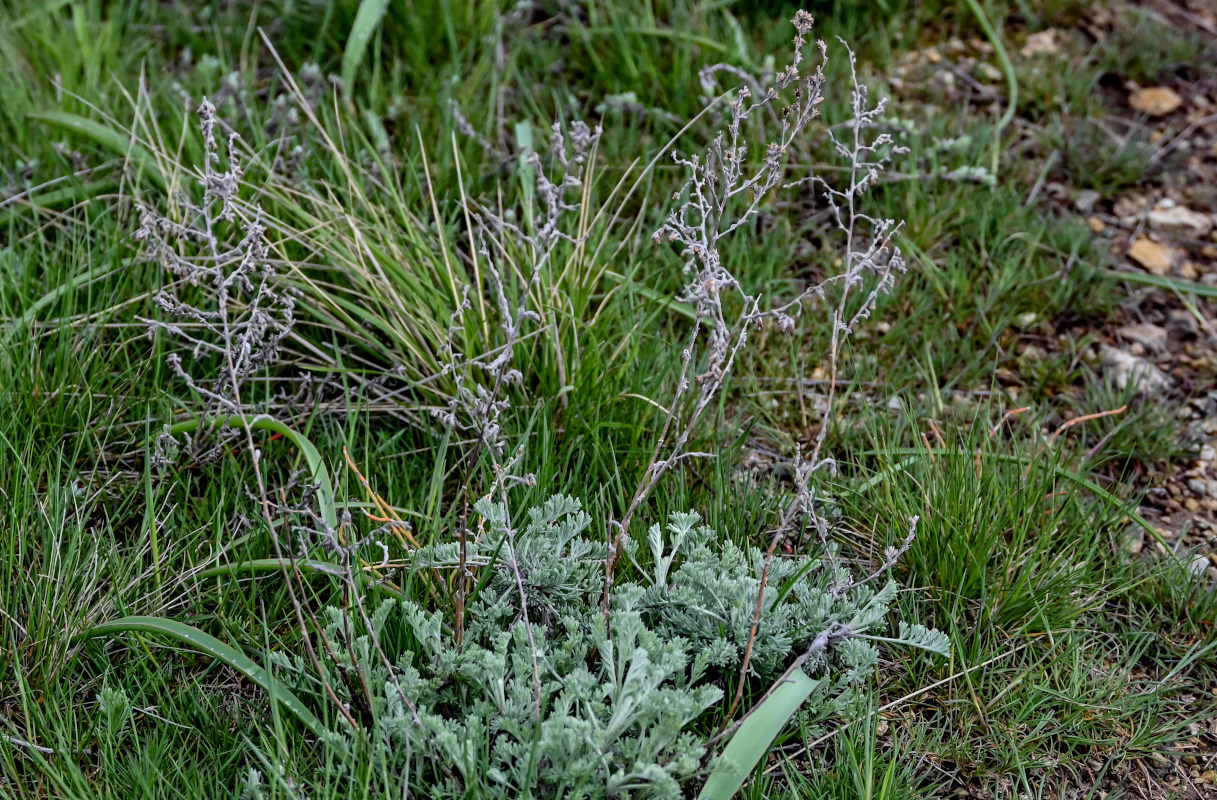 Изображение особи род Artemisia.