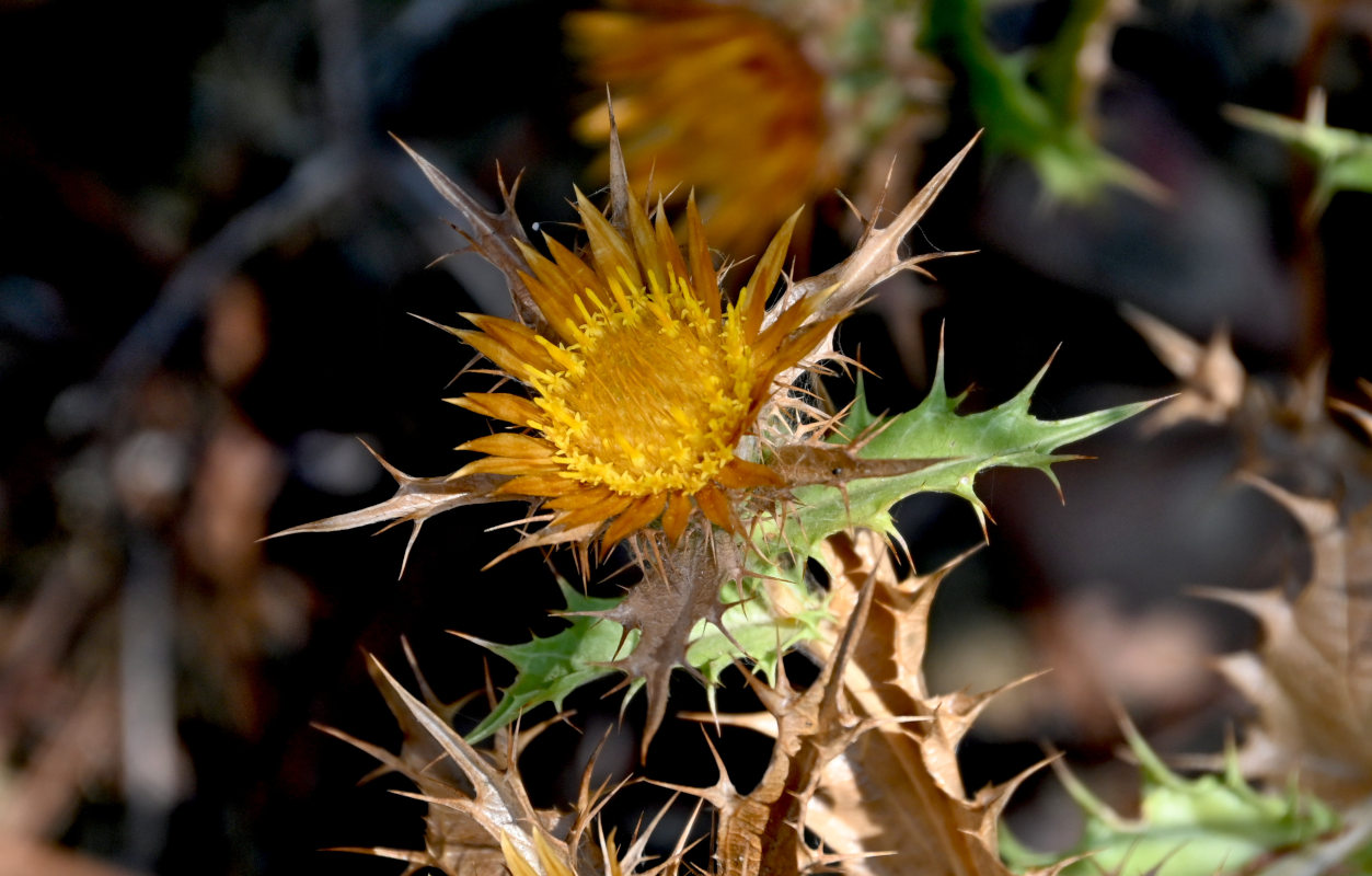 Image of Carlina hispanica specimen.