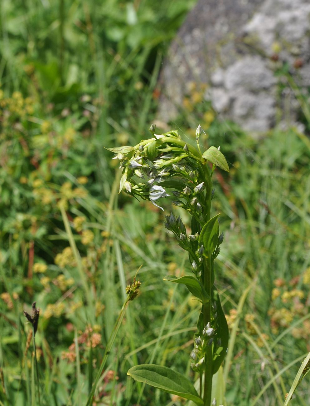 Image of Swertia iberica specimen.