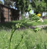 Crepis pulchra. Верхушка генеративного побега с формирующимся соцветием. ЛНР, г. Луганск, парк Героев Великой отечественной войны, газон. 03.06.2026.