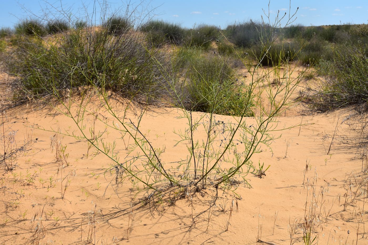Image of Centaurea arenaria specimen.