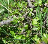 Pyrus caucasica. Часть ветви угнетённого растения с молодыми листьями. Грузия, край Самцхе-Джавахети, Ниноцминдский муниципалитет, окр. с. Гандзани, выс. 2170 м н.у.м., край луга в 10 м от бровки соснового леса. 7 июня 2026 г.