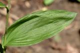 Epipactis helleborine