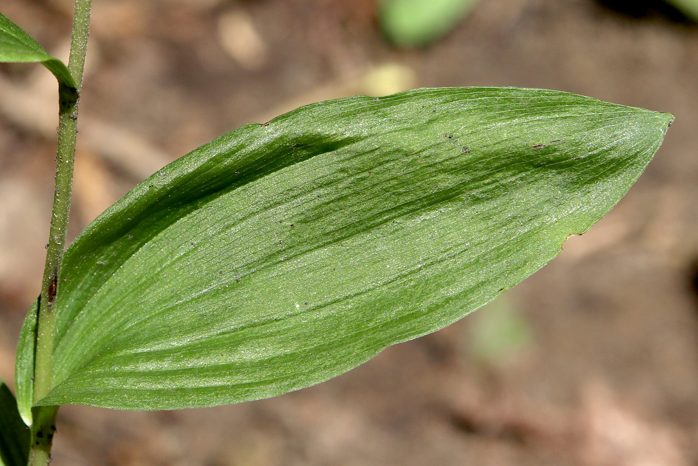 Image of Epipactis helleborine specimen.