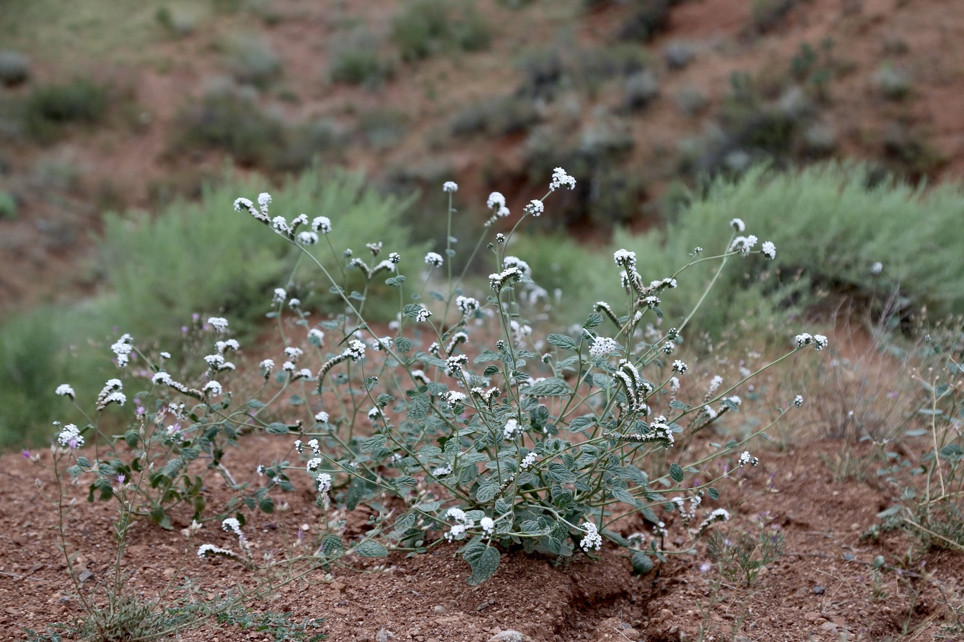 Изображение особи Heliotropium olgae.