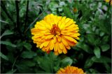 Calendula officinalis. Соцветие (махровая форма). Московская обл., Раменский р-н, окр. дер. Хрипань, садовый участок. 11.07.2026.