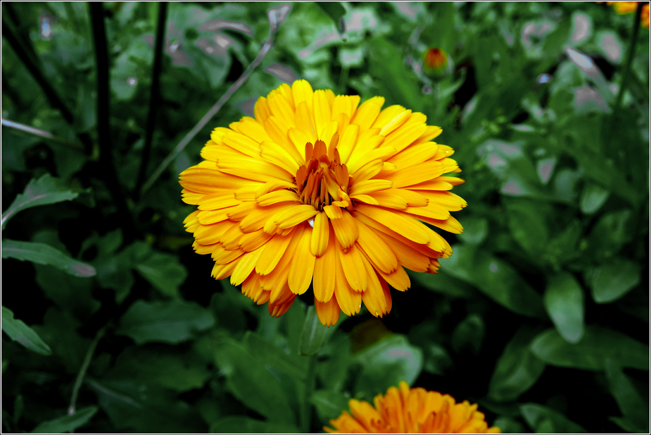 Изображение особи Calendula officinalis.