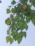 Celtis glabrata