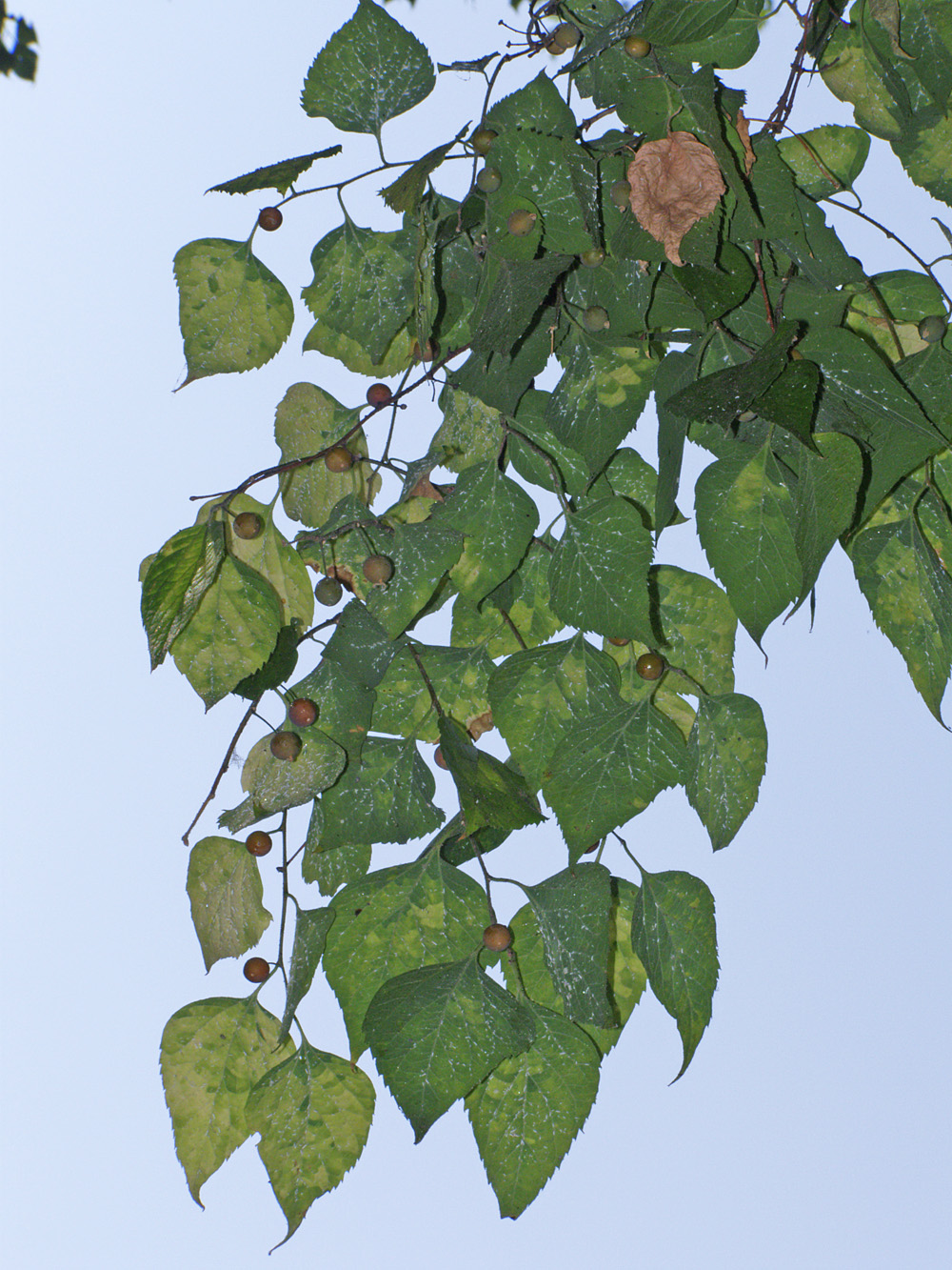 Изображение особи Celtis glabrata.