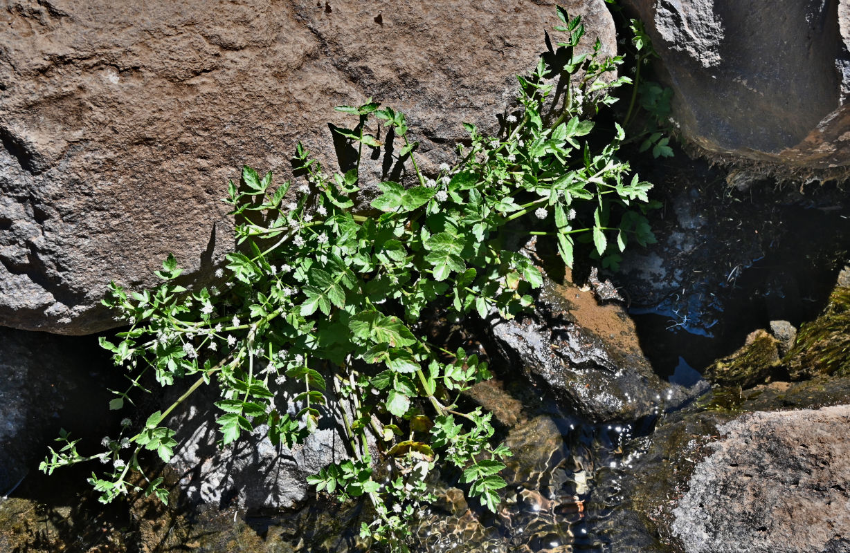 Image of Apium nodiflorum specimen.