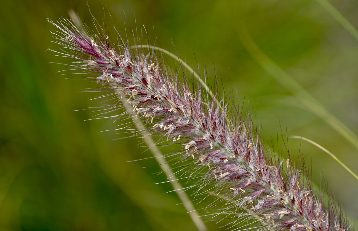 Изображение особи Pennisetum setaceum.