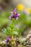 Corydalis conorhiza. Цветущее растение. Карачаево-Черкесия, Карачаевский р-н, окр. оз. Кетмала, 3000 м н.у.м., альпийский луг. 10.08.2026.