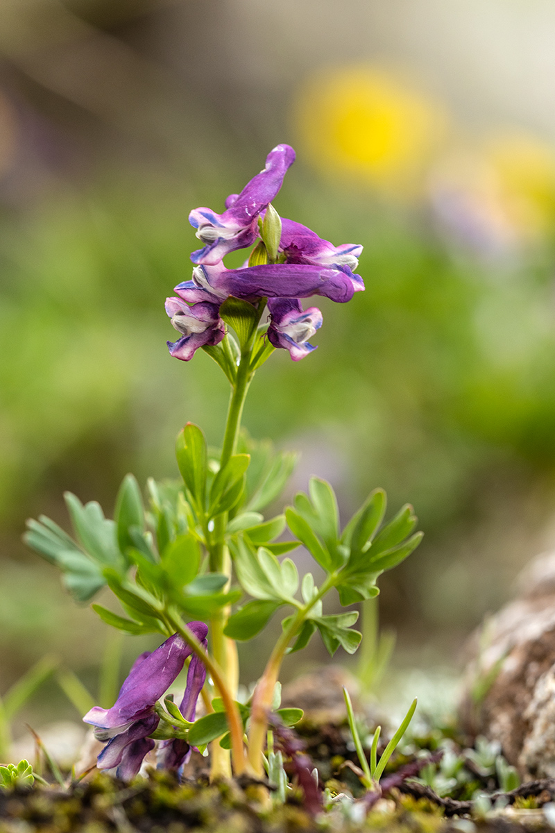 Image of Corydalis conorhiza specimen.