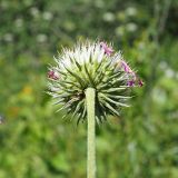 Jurinea cyanoides. Корзинка плодоносящего растения (вид со стороны обёрток). Ульяновская обл., Мелекесский р-н, окр. с. Лебяжье, сосновый лес с примесью липы и берёзы на песчаном грунте, зарастающая просека. 09.07.2024.