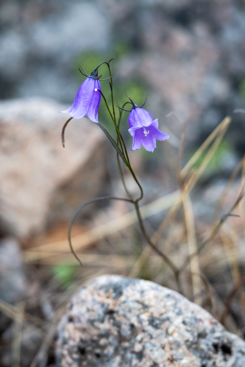 Изображение особи род Campanula.