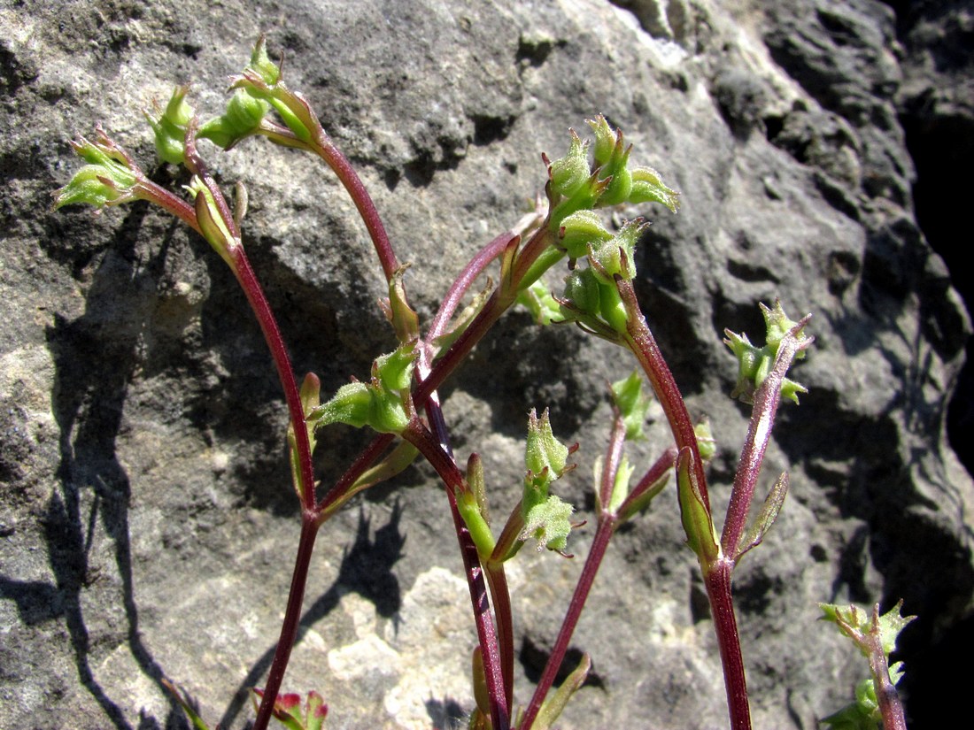 Image of Valerianella falconida specimen.