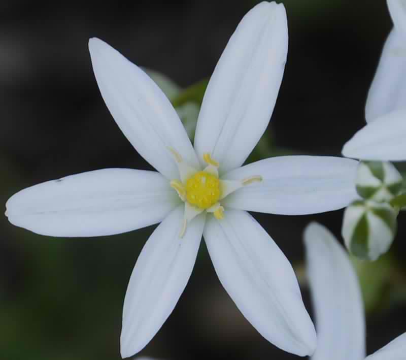 Image of Ornithogalum comosum specimen.