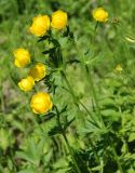 Trollius europaeus. Верхушка цветущего растения. Ярославская обл., побережье Плещеева озера. 05.06.2011.