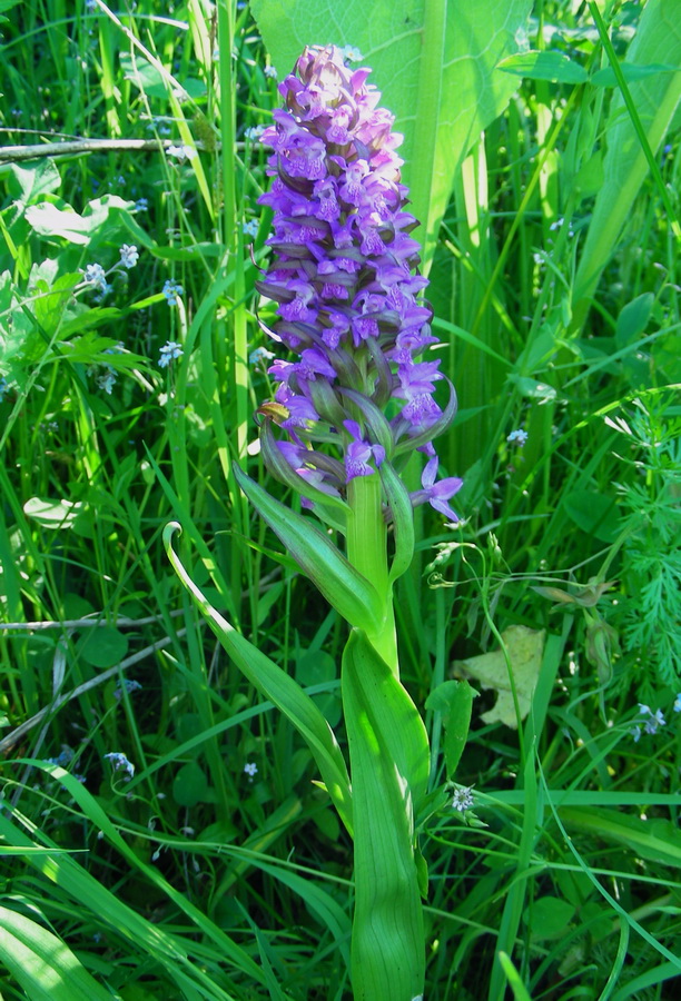 Изображение особи Dactylorhiza incarnata.