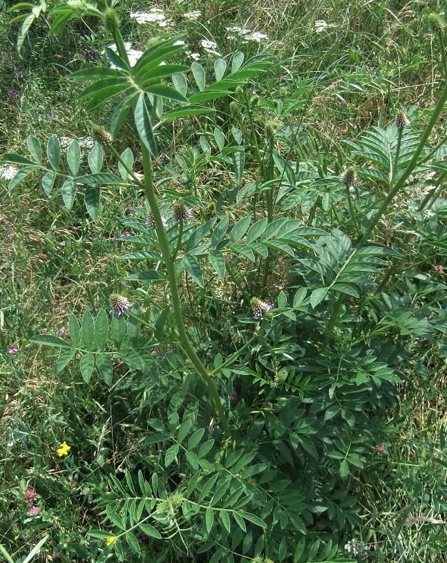 Изображение особи Glycyrrhiza echinata.