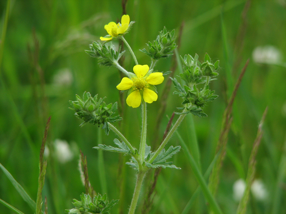 Image of Potentilla heidenreichii specimen.