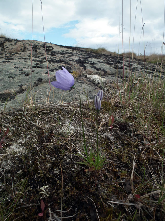 Изображение особи Campanula rotundifolia.