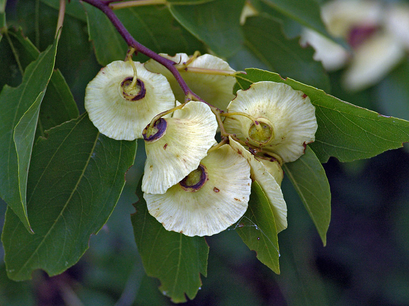 Image of Paliurus spina-christi specimen.