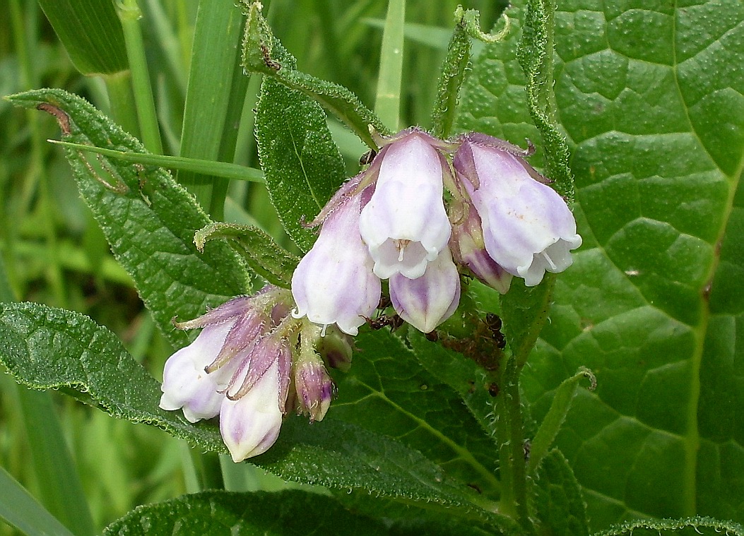 Изображение особи Symphytum officinale.