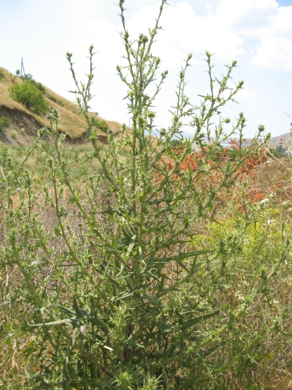 Image of Cirsium vulgare specimen.