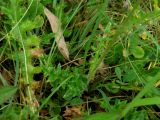 Cirsium tuberosum