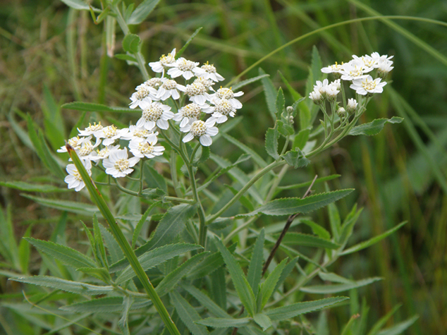 Изображение особи Achillea cartilaginea.