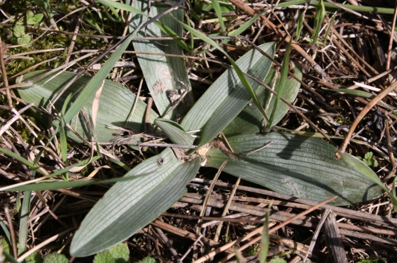 Image of Ophrys oestrifera specimen.