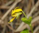 Viola biflora. Цветок сбоку. Мурманская обл., Североморский р-н, мелколиственный лес в пойме р. Грязная. 19.06.2011.