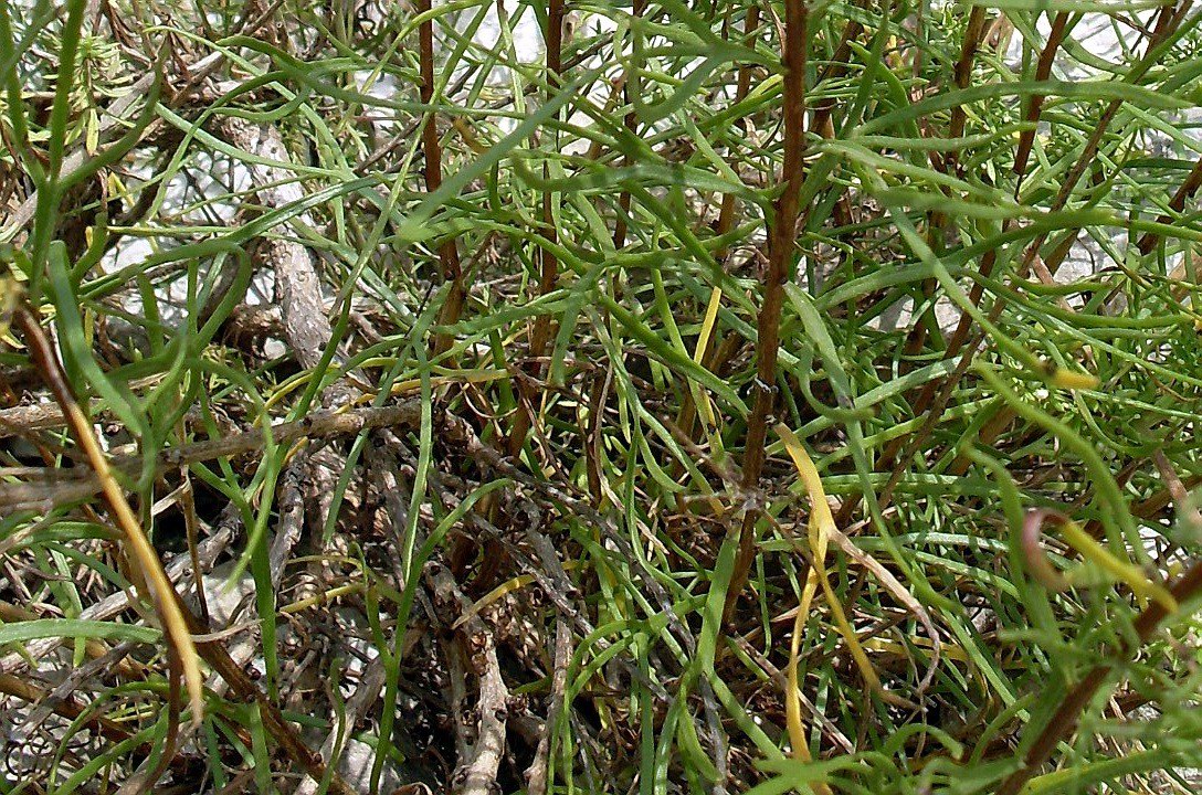 Изображение особи Artemisia salsoloides.