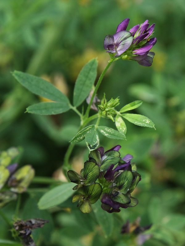 Image of Medicago &times; varia specimen.