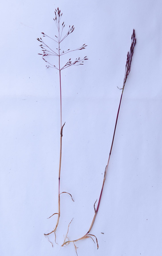 Изображение особи Agrostis geminata.