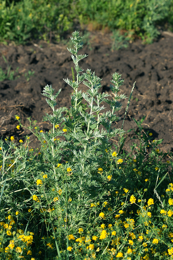 Image of Artemisia absinthium specimen.