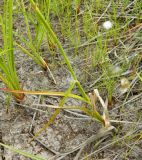 Eriophorum angustifolium