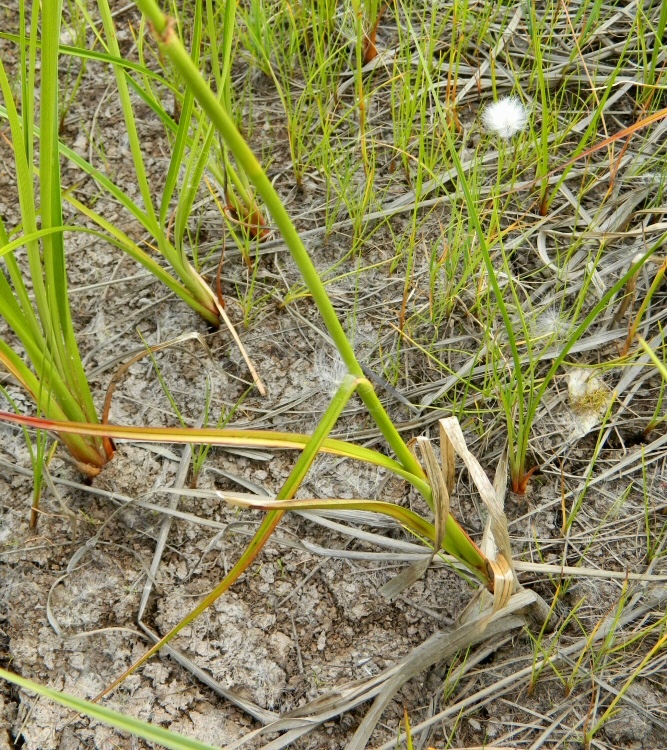 Изображение особи Eriophorum angustifolium.