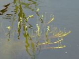 Thelypteris palustris. Подводные побеги с разворачивающимися вайями. Московская обл., Одинцовский р-н, оз. Полецкое, край сплавины. 01.07.2011.