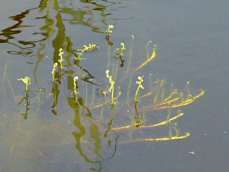 Image of Thelypteris palustris specimen.